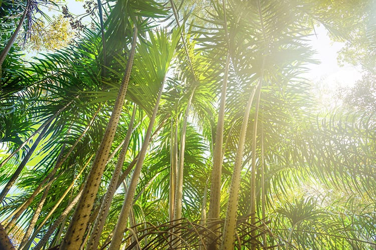 Bako National Park