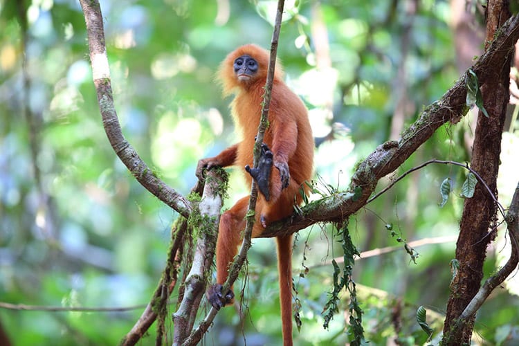 Danum Valley, Borneo