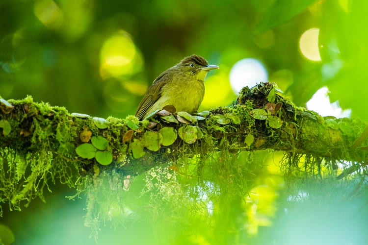 Danum Valley, Borneo