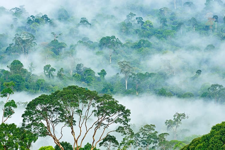 Danum Valley, Borneo