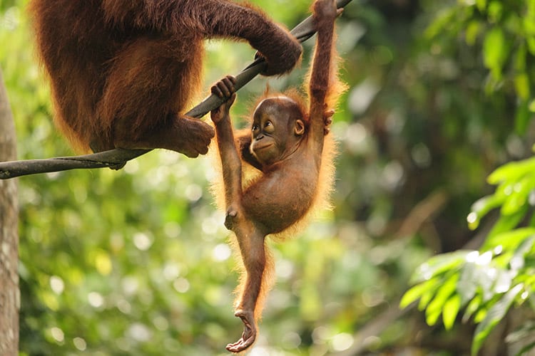 Orang-oetans in Borneo