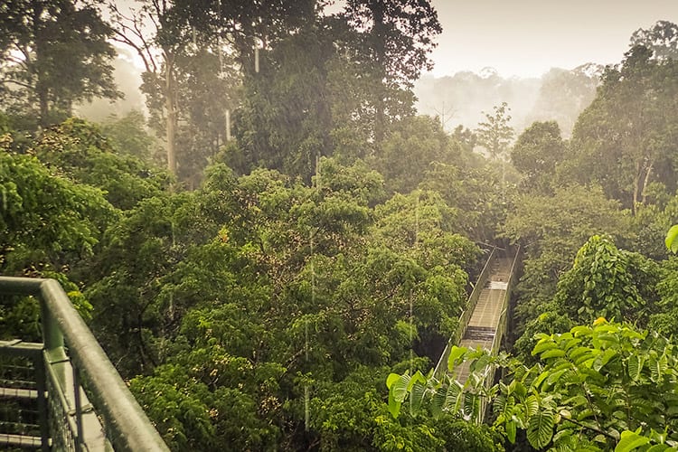 Sepilok, Borneo