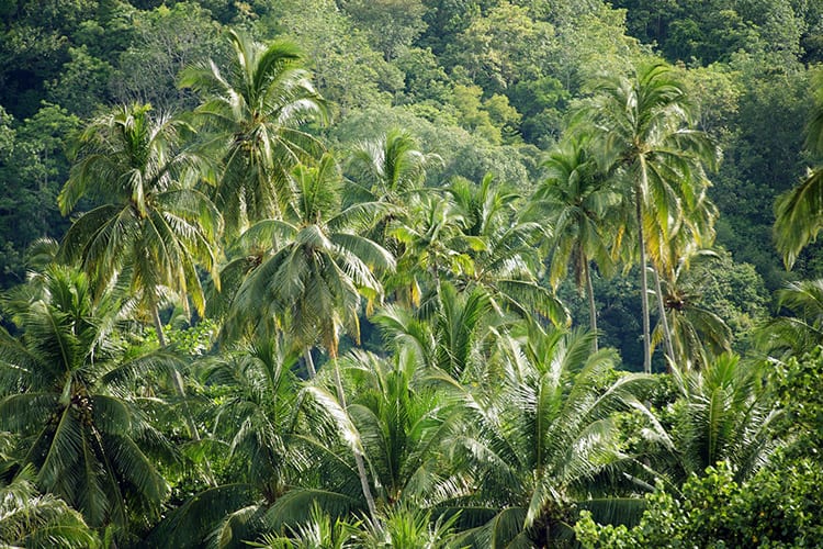 Jungle op Tioman
