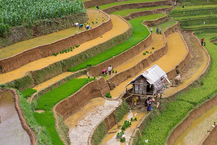 Mu Cang Chai rijstterrassen