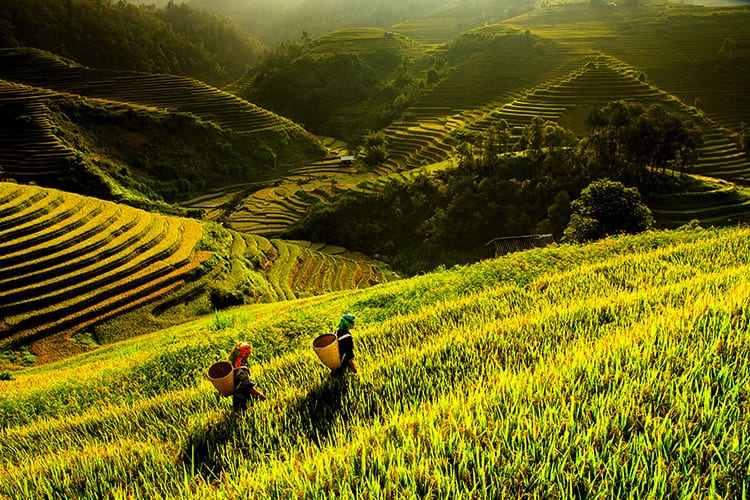 Mu Cang Chai