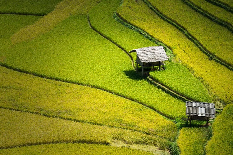Mu Cang Chai