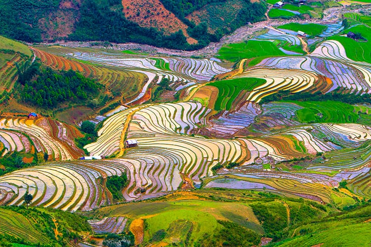 Mu Cang Chai