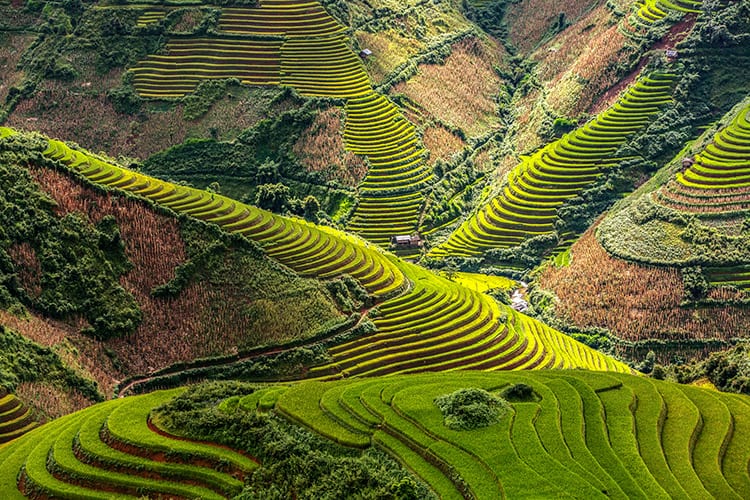 Mu Cang Chai rijstvelden