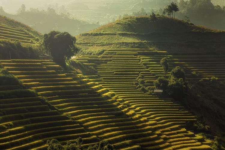 Mu Cang Chai