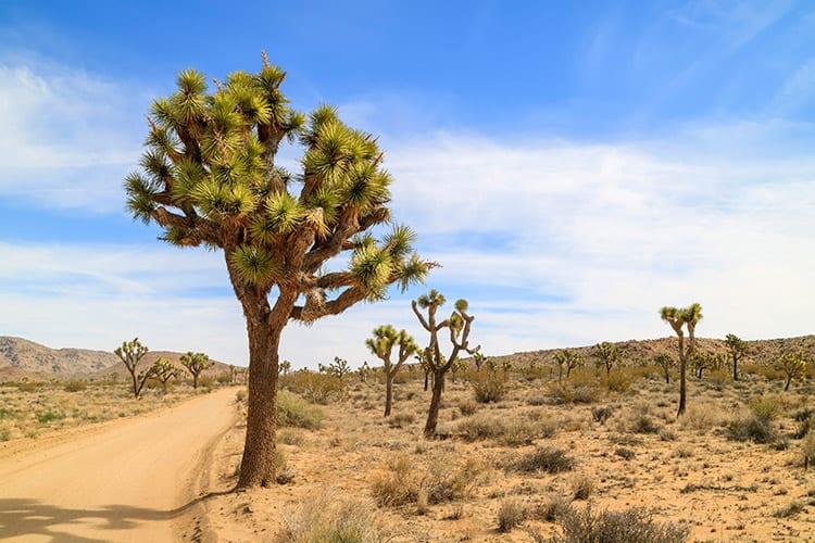 Joshua Tree National Park
