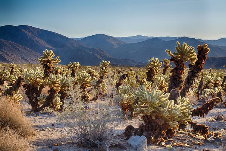 Cholla Cactus Garden, Joshua Tree National Park