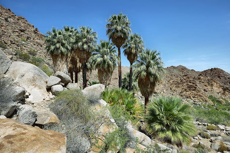 Lost Palm Oasis, Joshua Tree National Park
