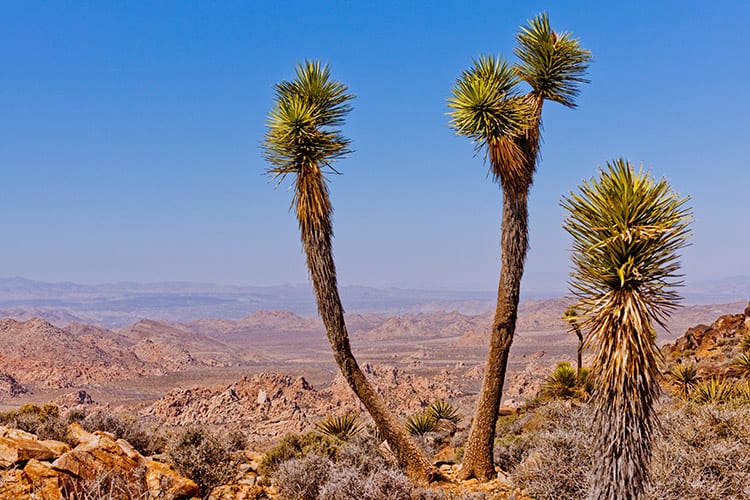 Ryan Mountain, Joshua Tree National Park