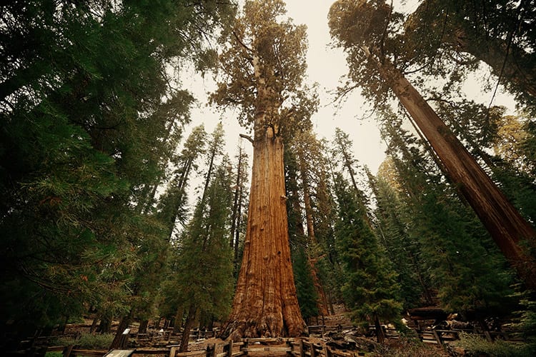 General Sherman Tree, Sequoia National Park