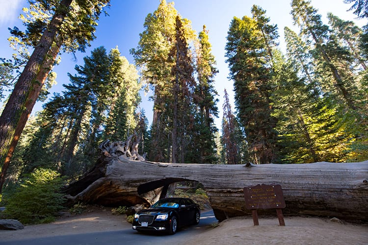 Tunnel Log, Sequoia National Park