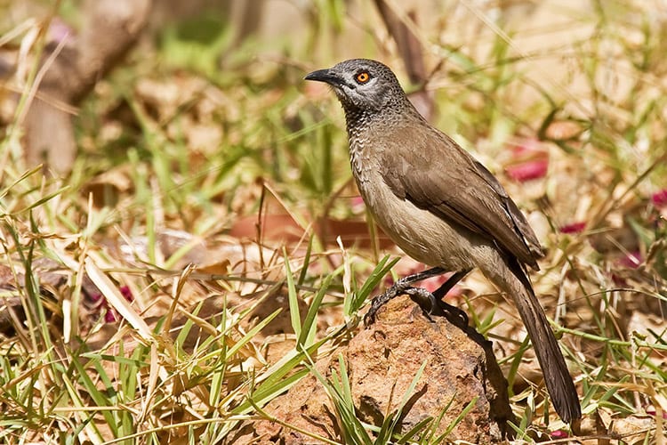 Bijilo Forest Park vogel