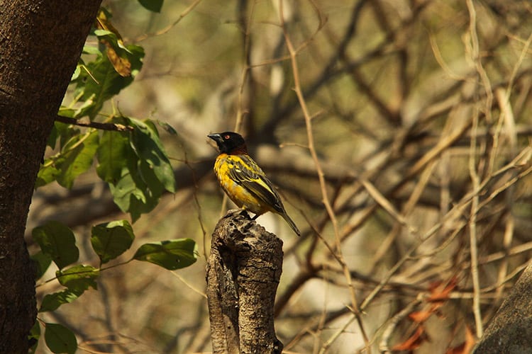 Kunkilling Forest Park, Gambia