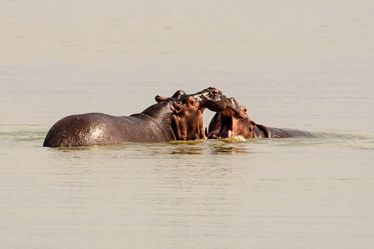 Gambia Rivier nijlpaarden