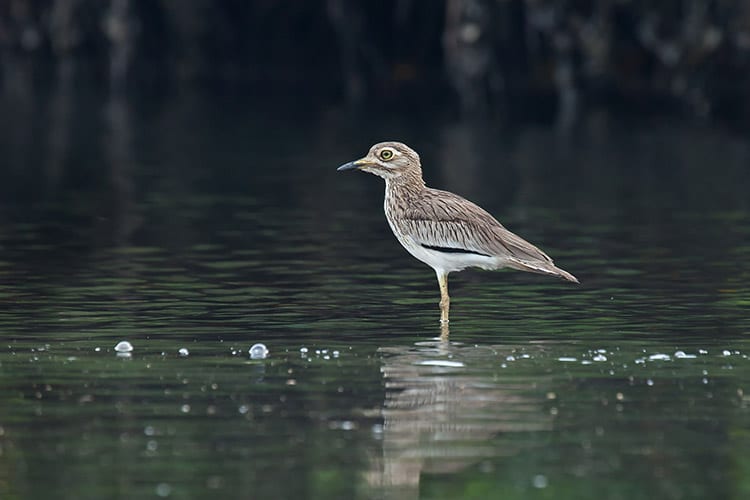 Gambia Rivier vogels