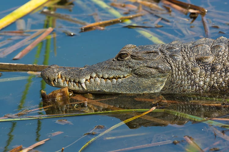 Gambia Rivier wildlife