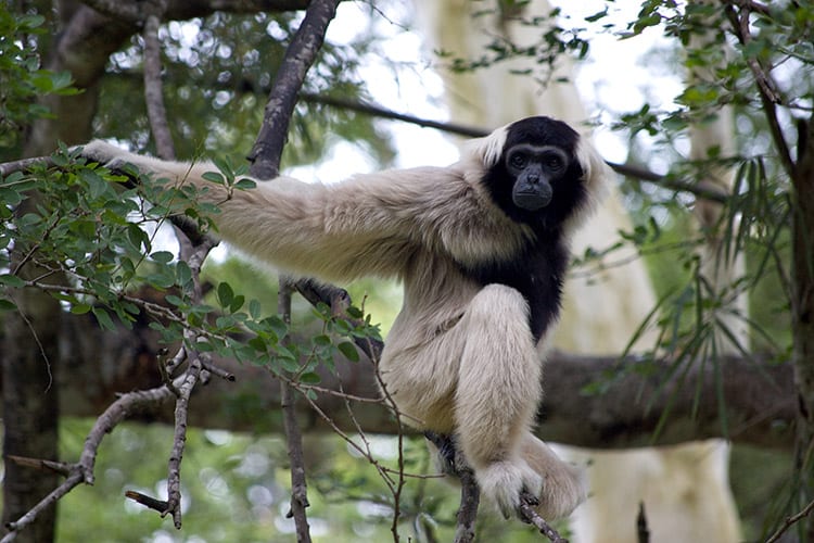 Gibbon in het Botum Sakor Nationaal Park