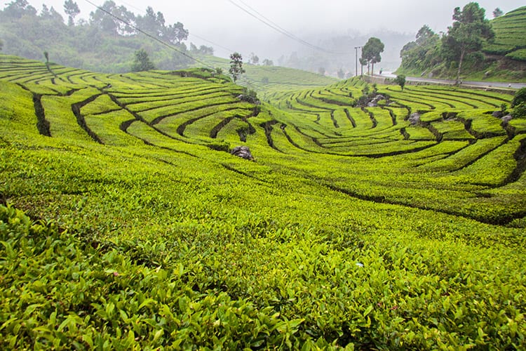 Theeplantage, Bandung
