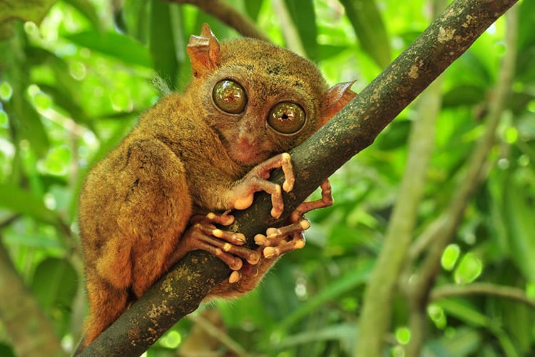 Tarsier aapje, Belitung
