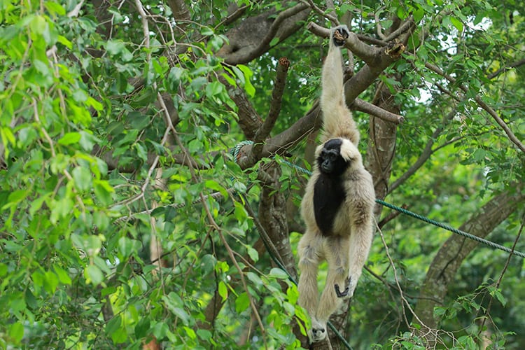 Gibbon Experience