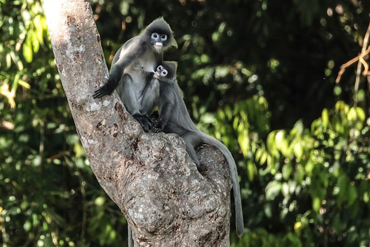 Gibbon Experience, Laos