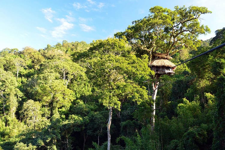 Gibbon Experience