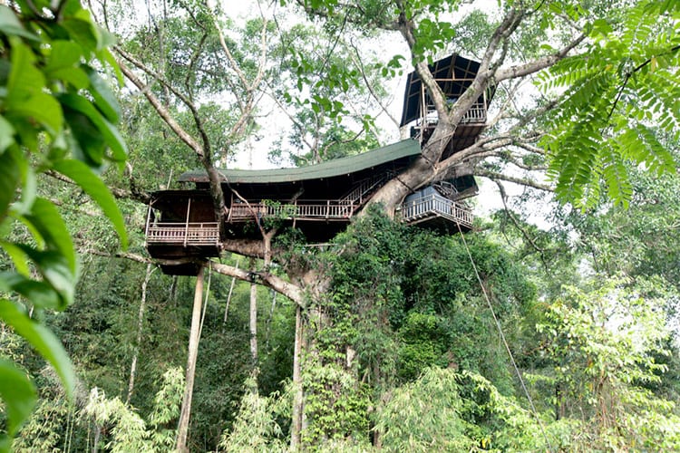 Gibbon Experience