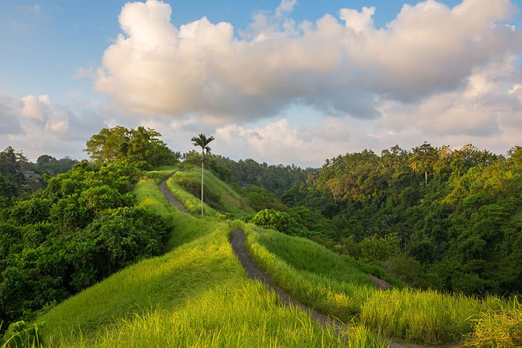 Campuhan Ridge Walk, Ubud