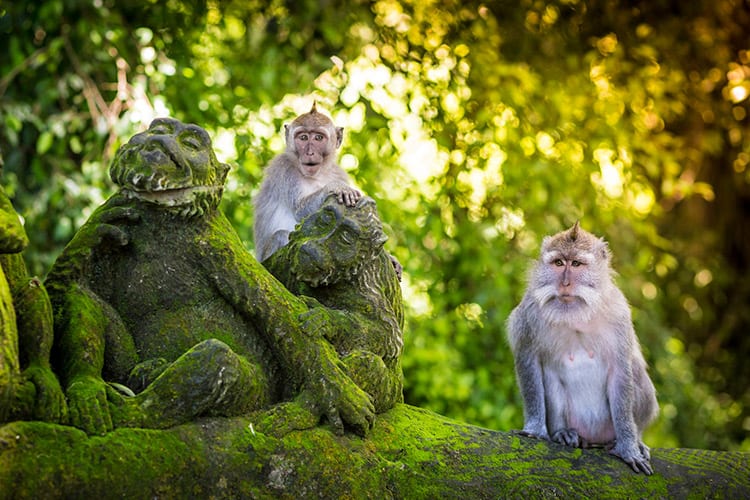 Monkey Forest, Ubud