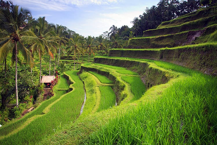 Tegallalang rijstterrassen, Ubud