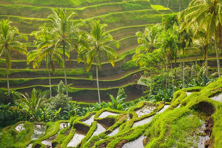 Tegallalang rijstterrassen, Ubud