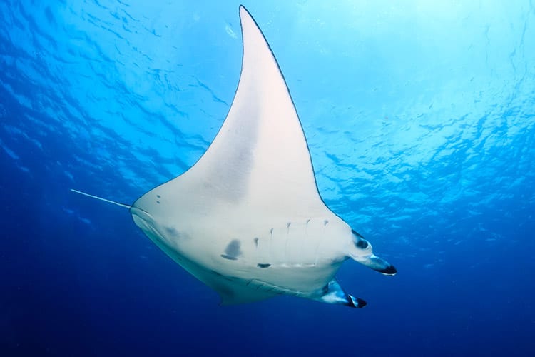 Duiken Nusa Lembongan