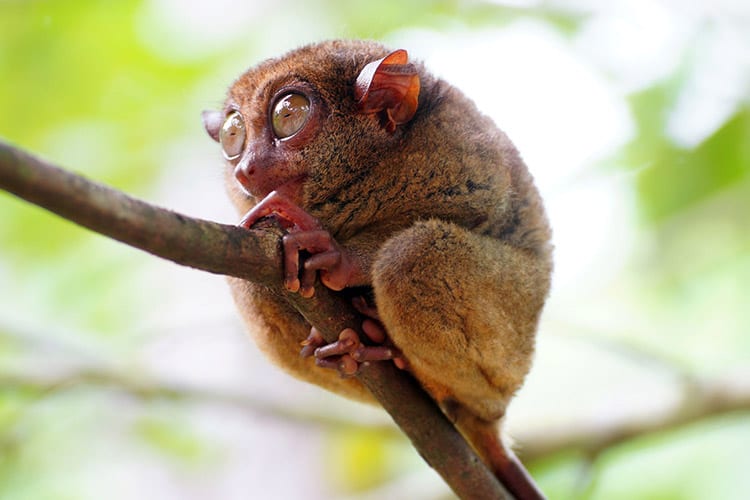 Tarsier, Bohol