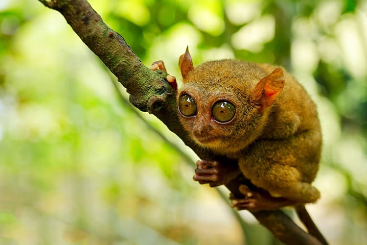 Spookdiertje op Bohol