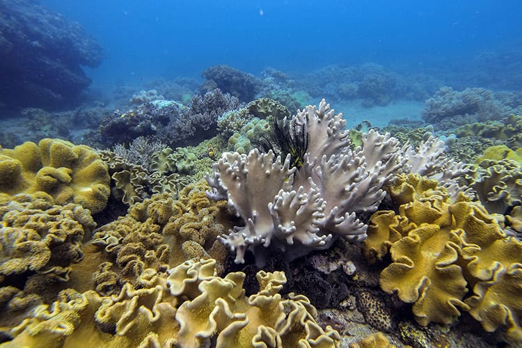 Moalboal, Cebu