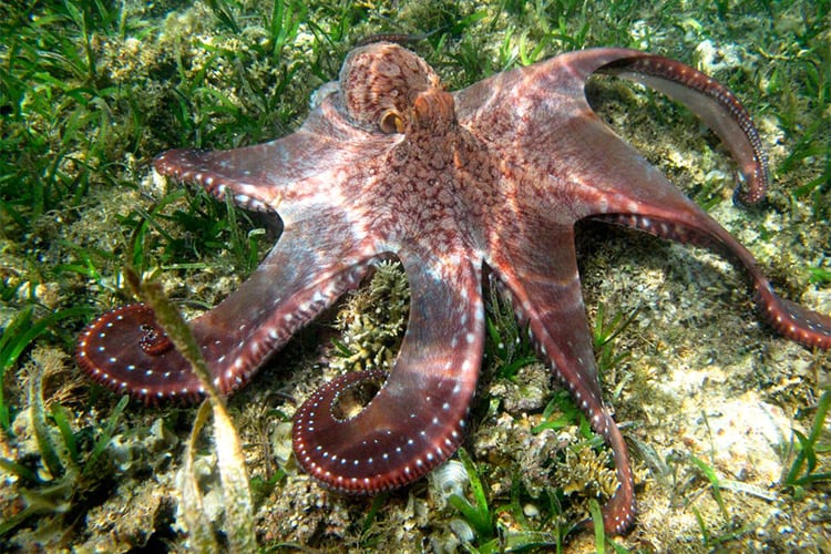 Danjugan Island duiken