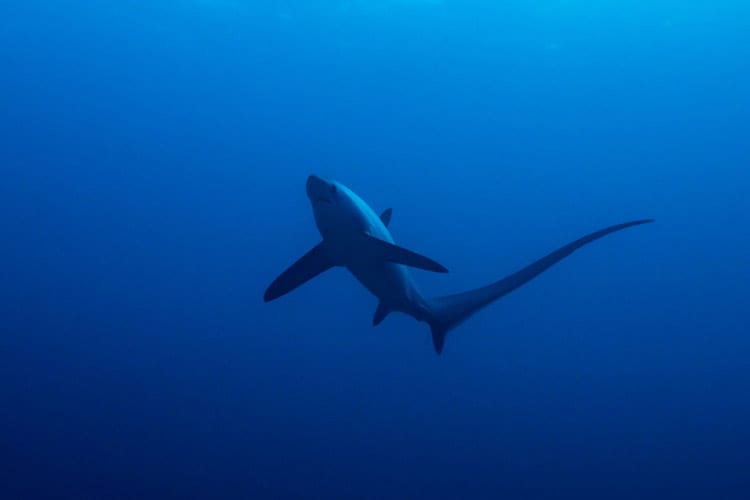 Tresher Sharks in Malapascua