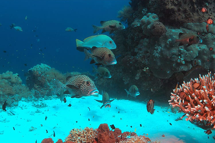 Tubbataha Reefs, Palawan