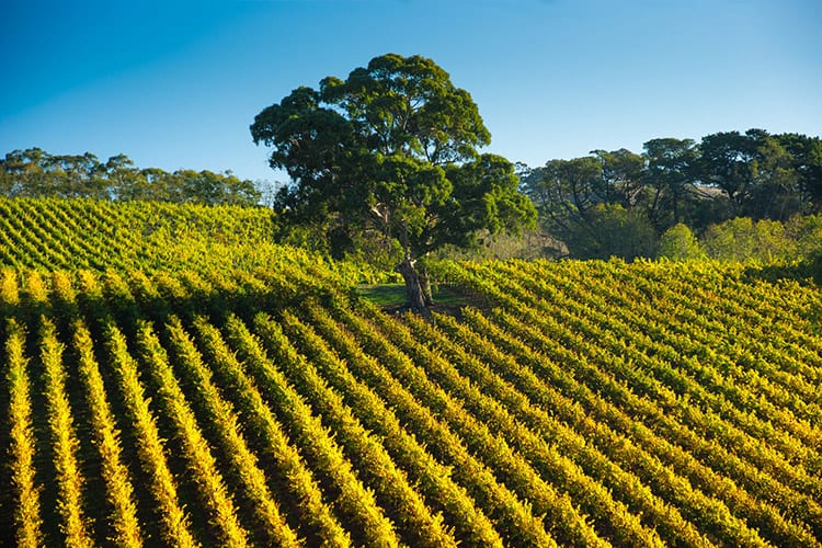 Barossa Valley, Adelaide