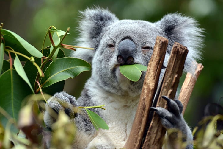 Koala Lone Pine Sanctuary, Brisbane