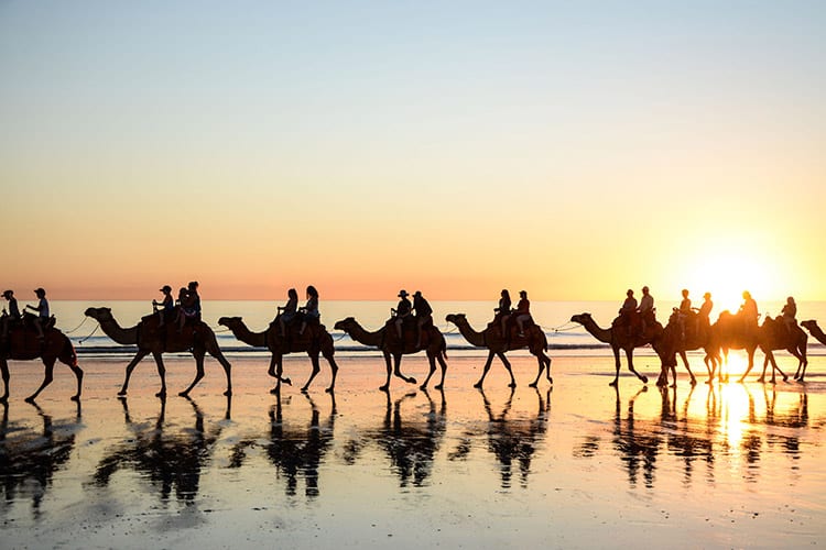 Kamelen op Cable Beach, Broome