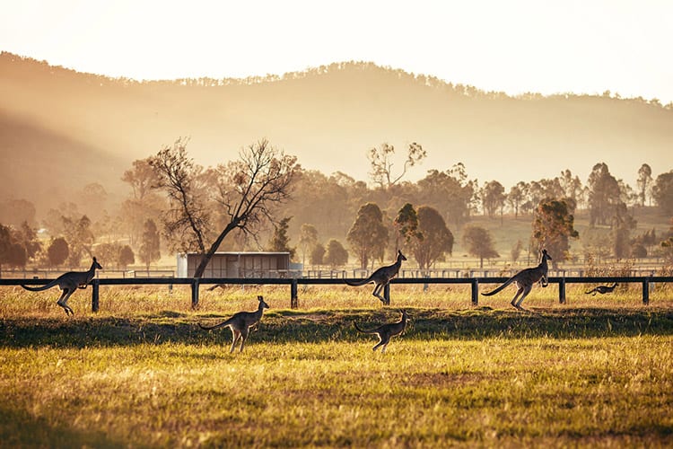 Kangoeroes in Hunter Valley