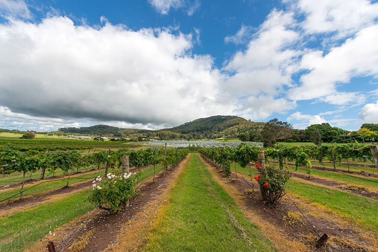 Hunter Valley wijngaard