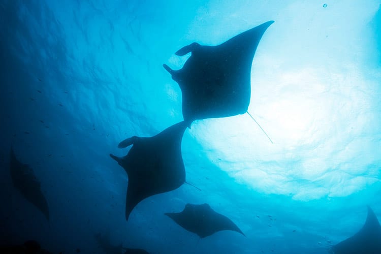 Mantaroggen in het Ningaloo Reef