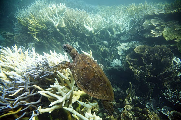 Soepschildpad in het Ningaloo Reef
