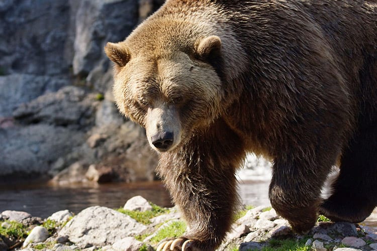 Grizzlybeer in het Glacier National Park